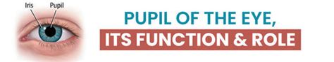 Pupil of the Eye, Its Function & Role – Jagat Pharma