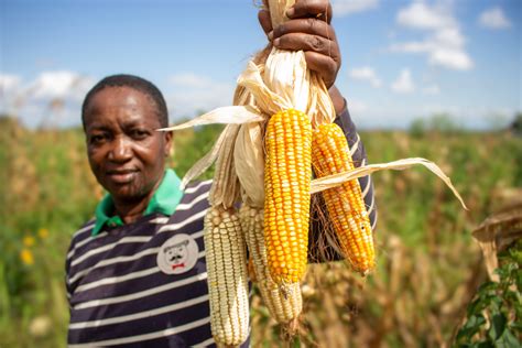 Climate change is making rollercoaster harvests the new normal