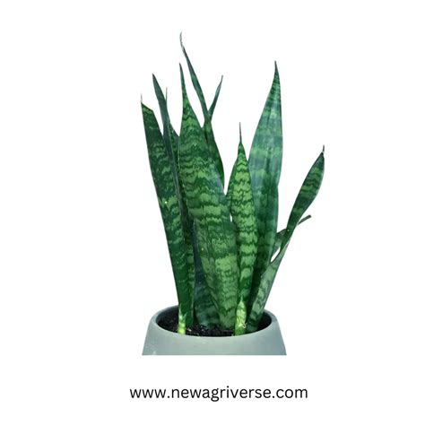 Snake Plant Green snake plant Sansevieria Mother-In-Law's Tongue Air P ...