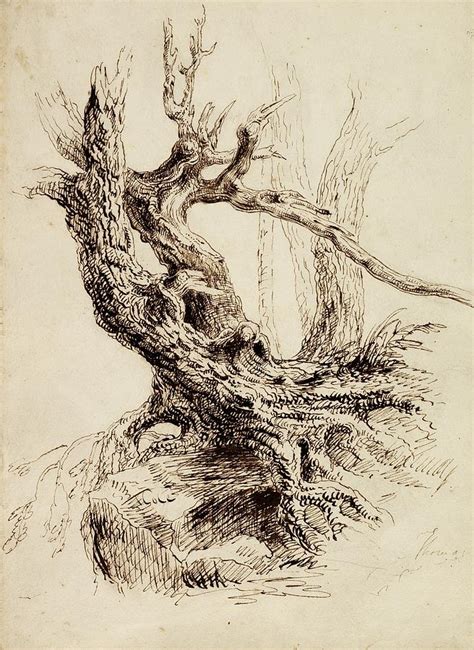 Image result for Tree Trunk Drawing