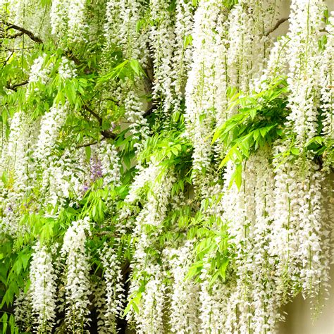 White Wisteria Plant