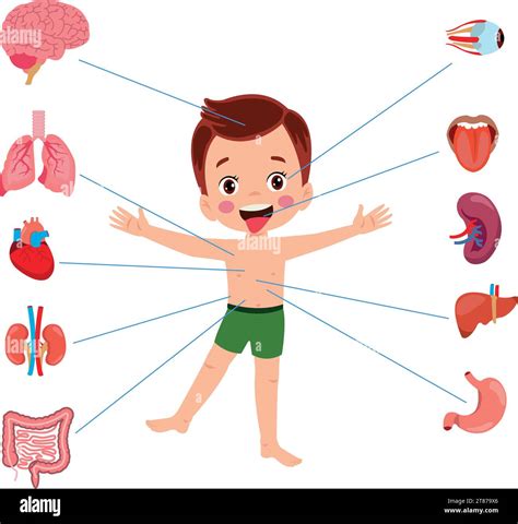 Lungs liver pancreas gallbladder Stock Vector Images - Alamy
