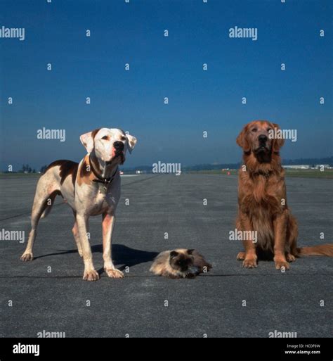 HOMEWARD BOUND II: LOST IN SAN FRANCISCO, from left: Chance, Sassy ...