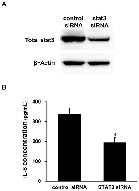 Autocrine Regulation of Interleukin-6 via the Activation of STAT3 and ...