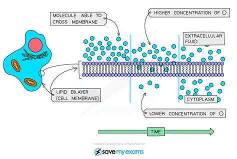 Examples of Diffusion in Cells 的图像结果