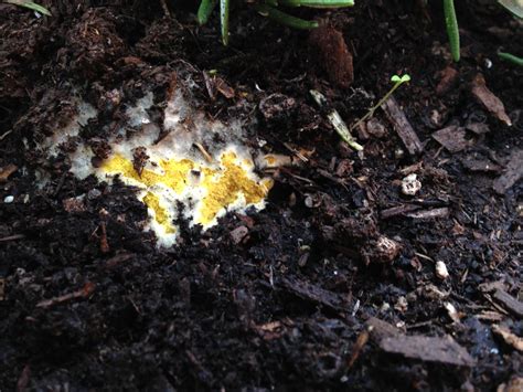 What is this yellow mold or fungus in my container? - Gardening ...