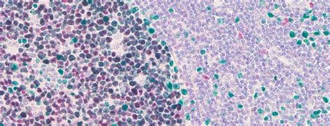Virtual Advanced Staining Image Gallery