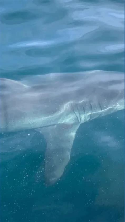Maine shark sightings: Great white spotted off Little Beach in Ogunquit ...