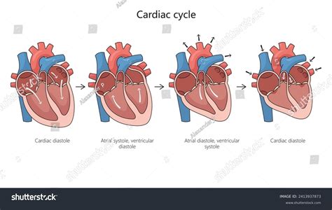 Cardiac Cycle Explained 的图像结果