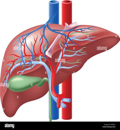 Gallbladder Anatomy Netter