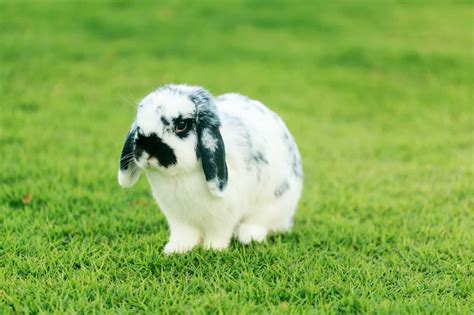 Mini Lop Vs. Holland Lop - Every Bunny Welcome