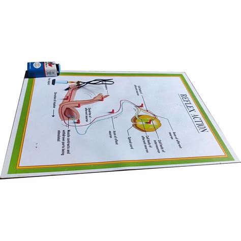 Image result for Reflex Action Model