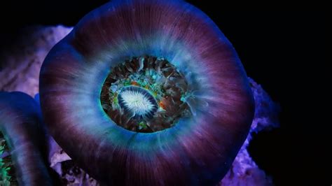 Image result for Alien Reefs