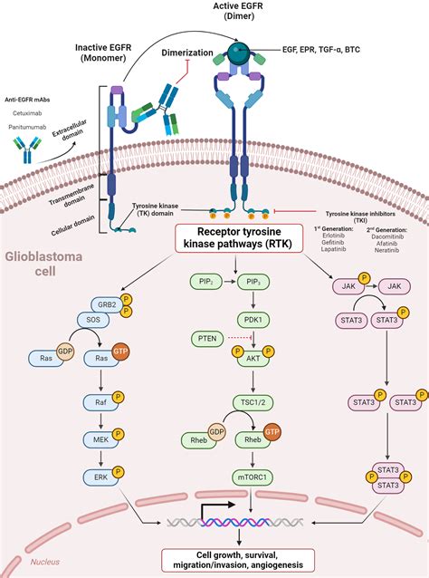 Image result for RTK Pathway Steps
