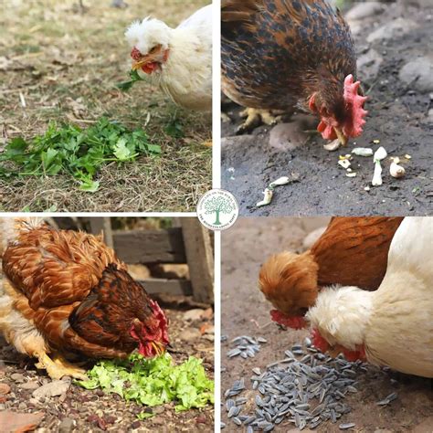 My Chicken's Got Fleas! Here's What to Do…