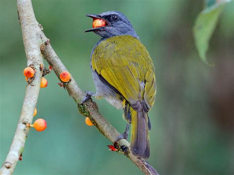 Grey-bellied Bulbul - eBird