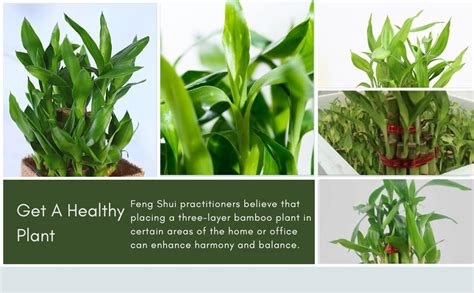 JESAA GREENS Combo of Good Luck Money Plant WIth Green Pot and Lucky ...