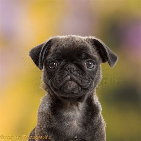 Dog: Platinum Pug puppy, 10 weeks old photo WP43477