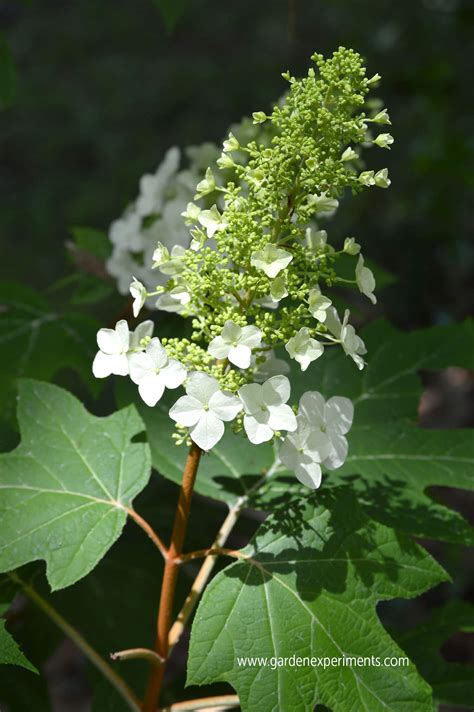 3 Top Reasons to Love the Oakleaf Hydrangea Shrub