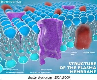Plasma Cell Structure 的图像结果