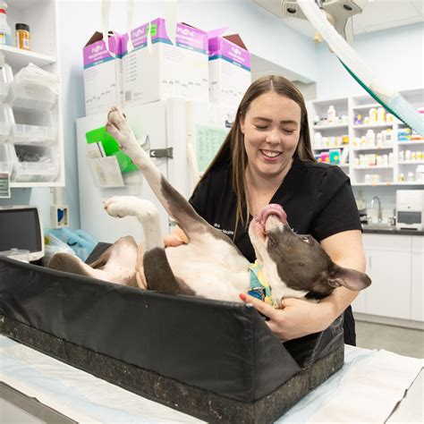 Veterinary Internal Medicine by BluePearl Seattle WA