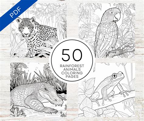 Rainforest Animals Coloring Pages