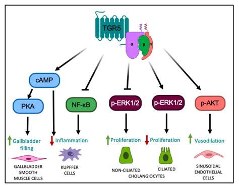 TGR5 Signaling in Hepatic Metabolic Health