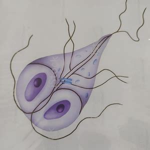 Microbio stool examination - Medical, Surgical & Icd Coding - Giardia ...