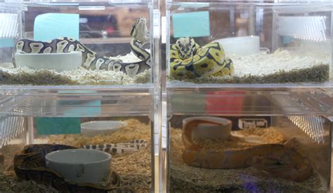 What Size Tank For A Ball Python? - A Few Good Pets