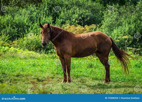 Horse on the meadow. stock photo. Image of animals, males - 75508254