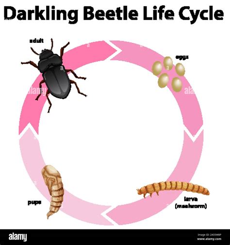 Life Cycle Of A Darkling Beetle Yellow Mealworm Beetle Life Cycle 4
