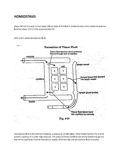 Homeostasis - HOMEOSTASIS About 56% of the adult human body is fluid ...