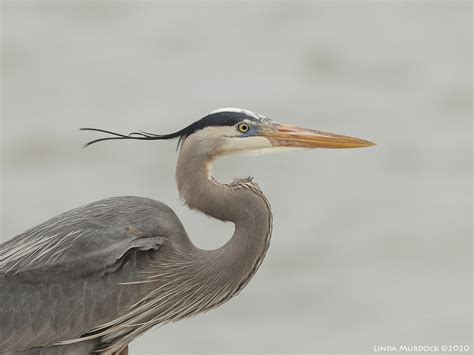 Great Blue Herons are Ready for Spring — Linda Murdock Photography