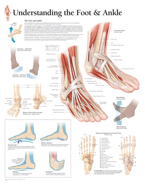 Anatomy And Injuries Of Foot And Ankle Anatomy System Human Body | My XXX Hot Girl