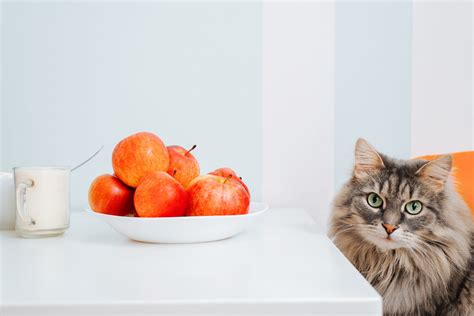 Can Cats Eat Apples? A Guide to Feline Fruit Safety