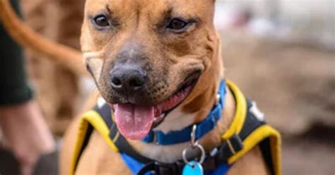 Consumer Court directs MCG to pay Rs 2 lakh compensation to dog-bite ...