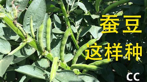 分享蚕豆种植(broad bean growing)经验,从什么时候育苗,下种季节,生长期间的温度,方法对了保您新鲜蠶豆吃不停. - YouTube