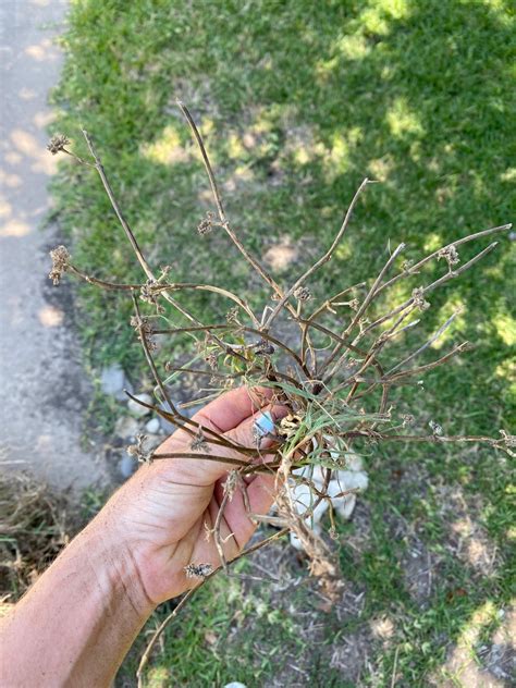 Unknown weed in TX : r/PlantIdentification