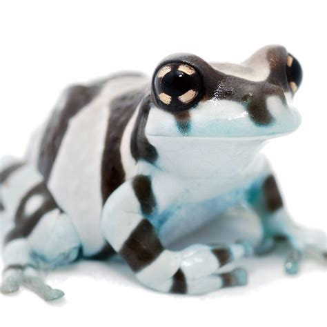 CB Amazon Milk Frogs *BUNDLE OF 5* | Peregrine