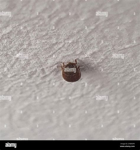 Brown Carpet Beetle (Attagenus smirnovi Stock Photo - Alamy