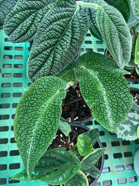 Piper Ecuador 3 – southerntropical