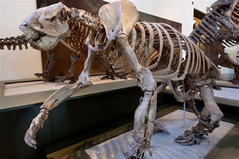 Image result for Sloth Family Tree