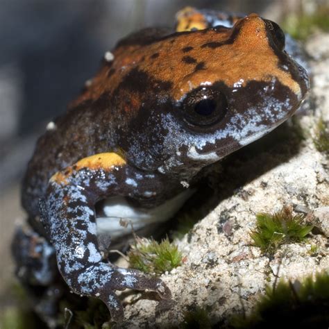 Symposium puts North Queensland’s Threatened Species in the spotlight