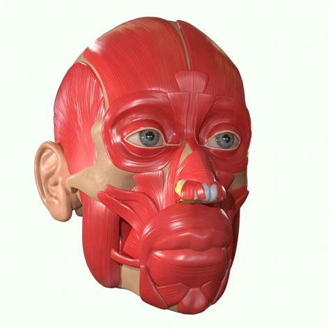 Muscle Head Model Computer Graphics Simulation 的图像结果