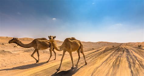 Temperate Desert Biome Animals