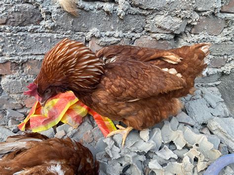 求助每天伤亡2-3只 - 蛋鸡养殖(饲养管理,疾病防控) 鸡病专业网论坛