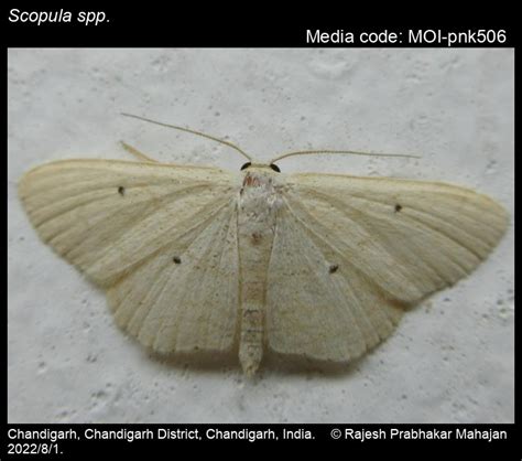 Scopula spp. | Moths
