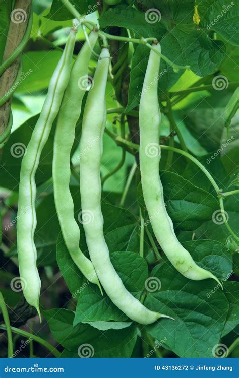 Kidney Bean Plant