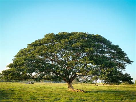 Albizia Saman Plant Seeds - Rare Rain Tree Seeds for Tropical Gardens ...
