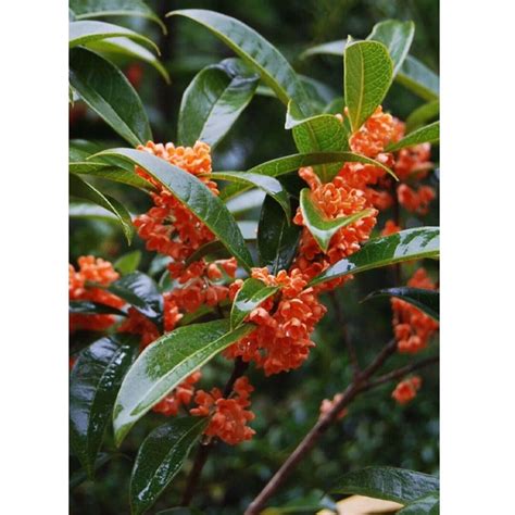 Red Sweet Tea Olive Plant Osmanthus Fragrans- Beni Kin Mokusei - Rooted ...